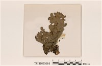 藏品(牛皮葉衣屬)的圖片